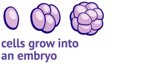 cells grow into an embryo