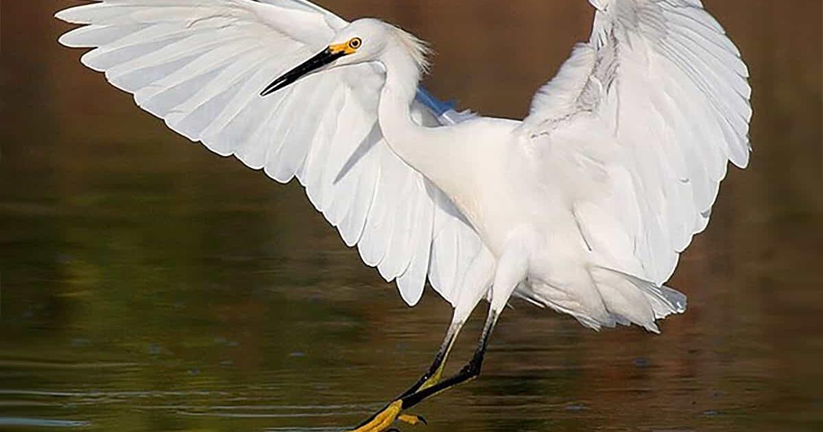 Snowy Egret - Facts, Diet, Habitat & Pictures on