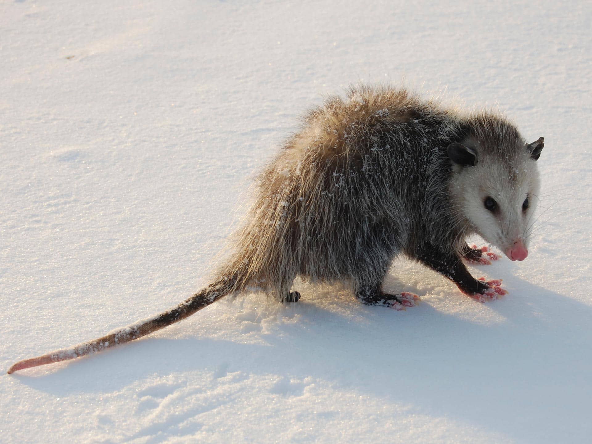 In Pictures: Extreme Mammals | AMNH