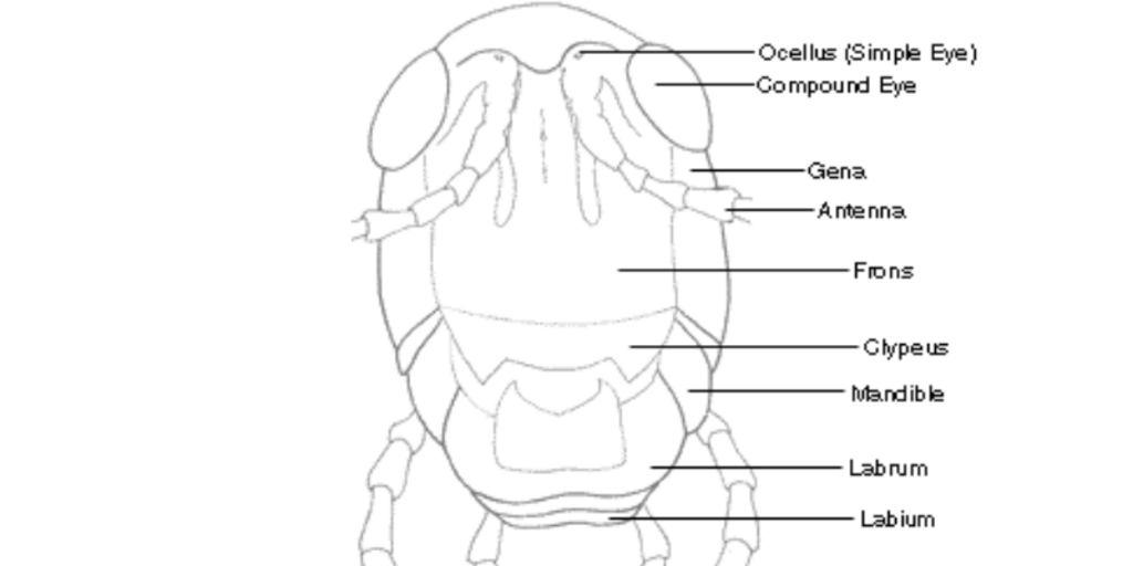 insect head diagram