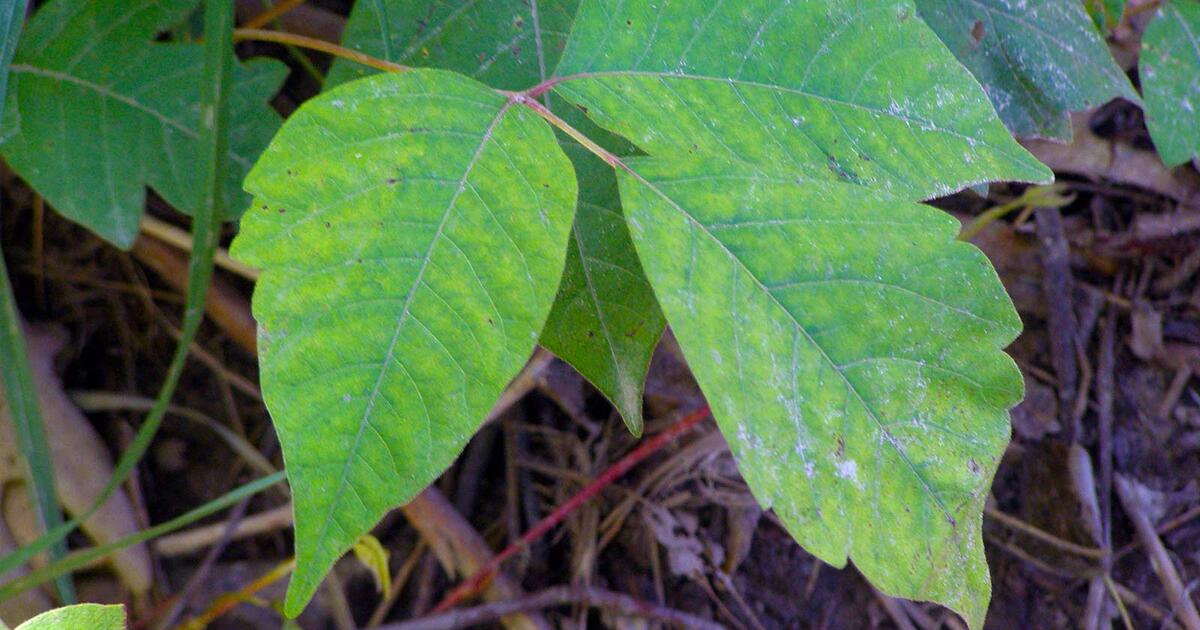 Tips to Identify Poison Ivy