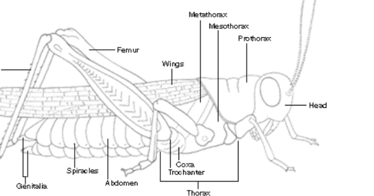 grasshopper external anatomy