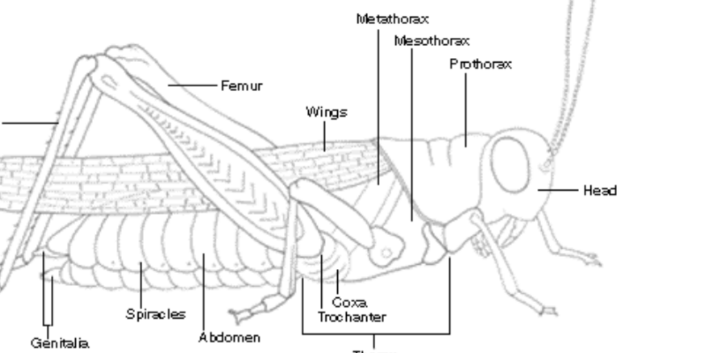 grasshopper wing structure
