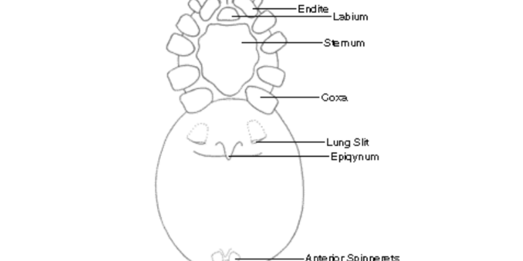 Parts Of A Spider Male Spider Dorsal View