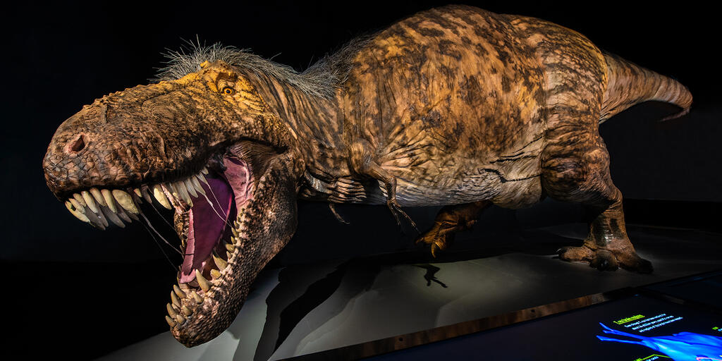Growing Up Tyrannosaurus Rex: Researchers Learn More About Teen