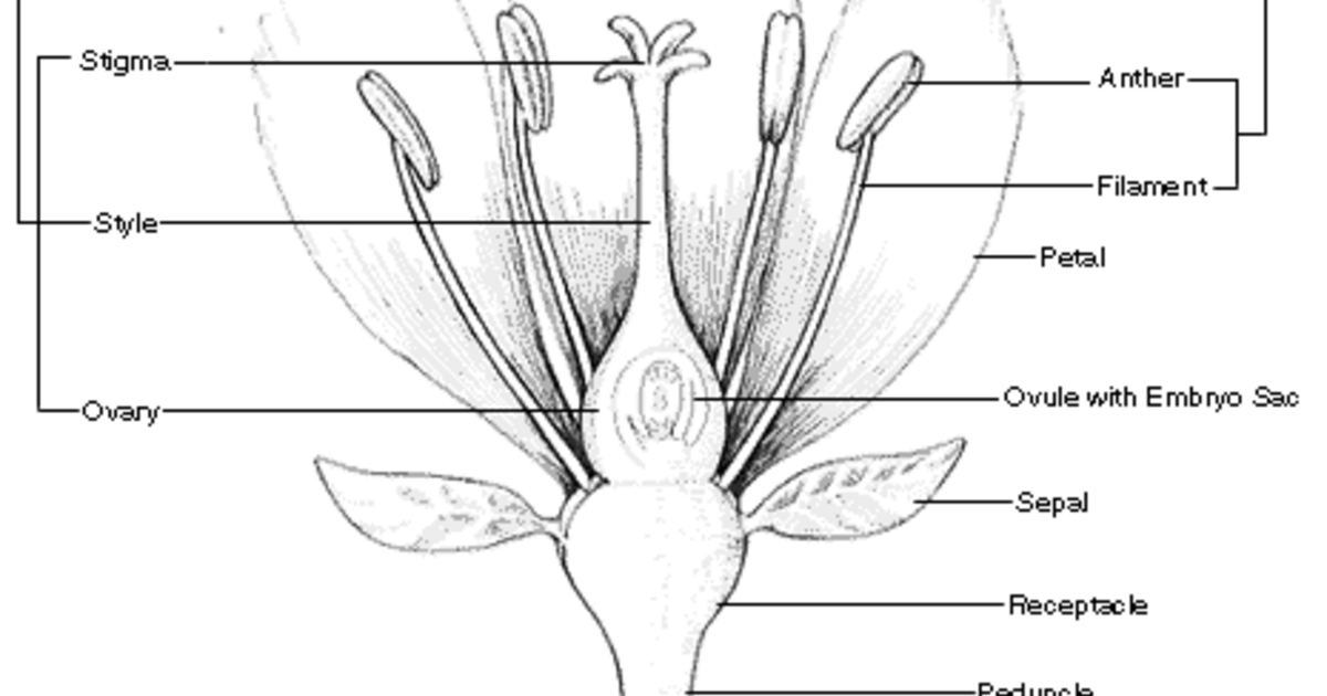 Parts Of A Flower And Its Functions