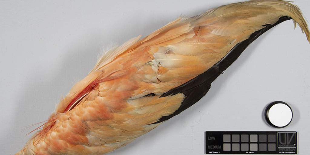 Conservation: Feathers, Fur and Keratin Structures