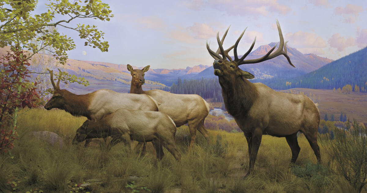 Wapiti Amnh