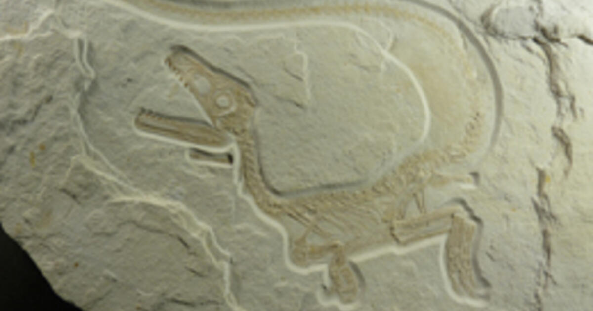 Newly Discovered Dinosaur Implies Greater Prevalence of Feathers | AMNH